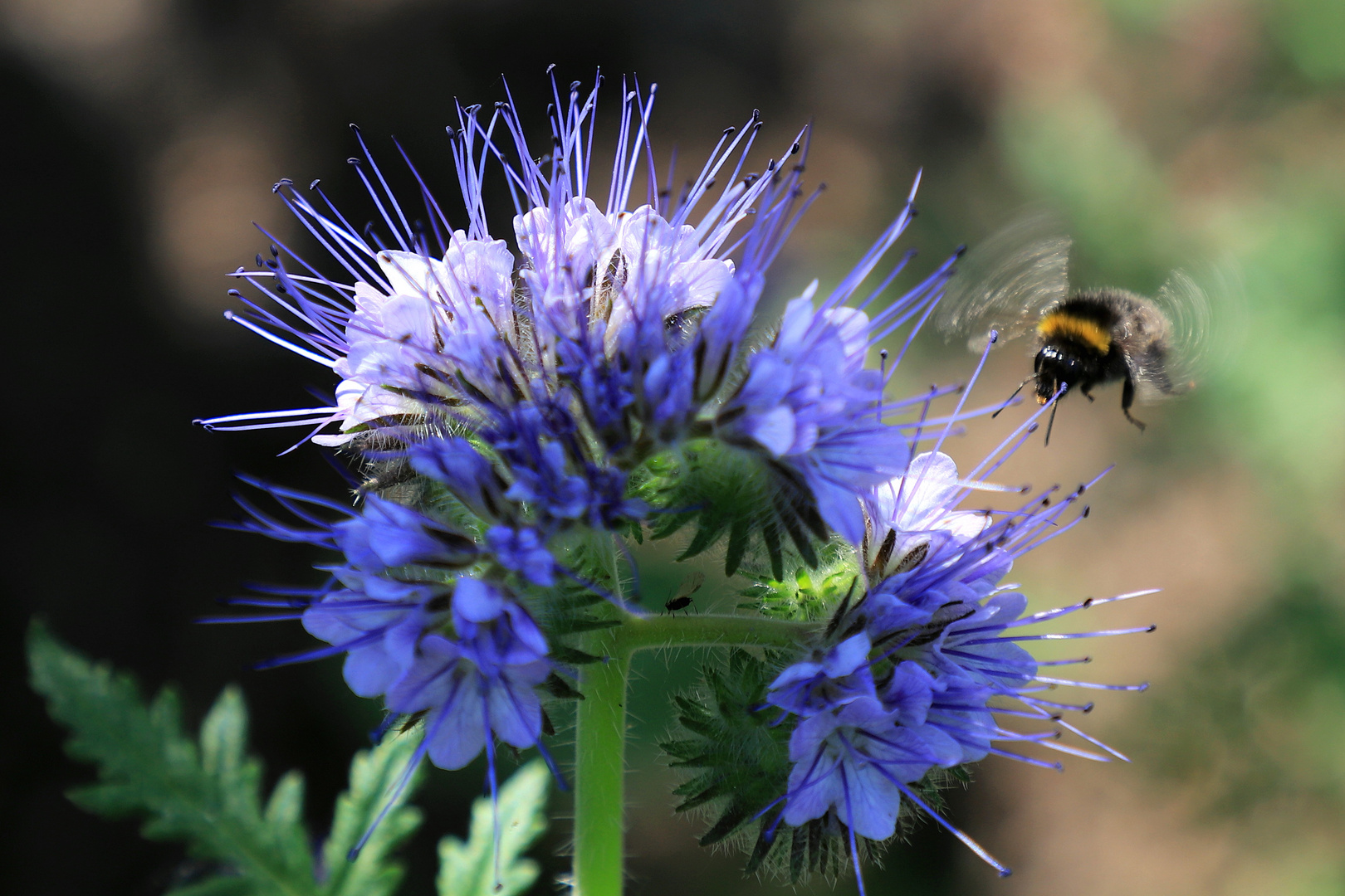 anflug auf phacelia 