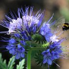 anflug auf phacelia 