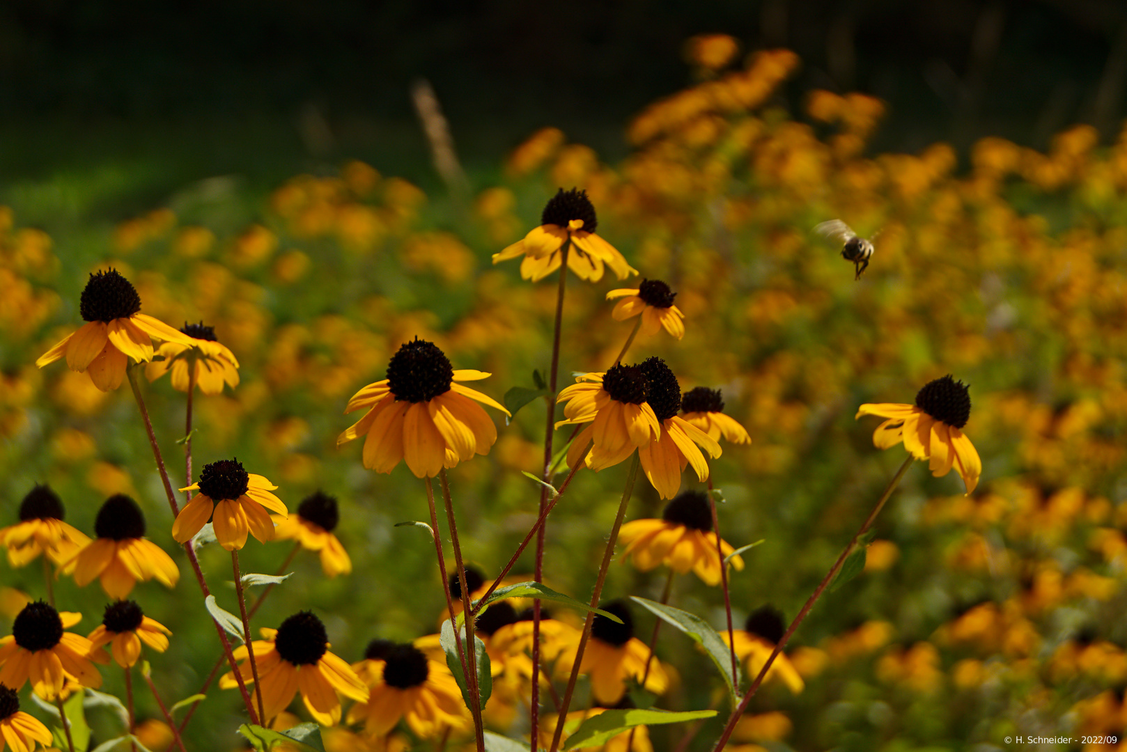 Anflug auf Rudbeckia