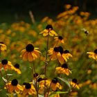 Anflug auf Rudbeckia