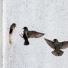 Anflug auf ungewöhnlichen "Starkasten"