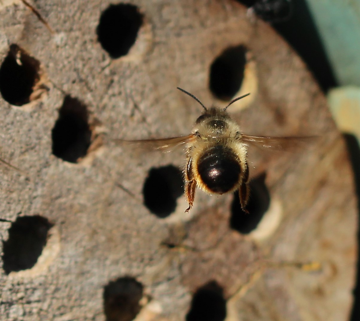 Anflug auf unser Insektenhotel