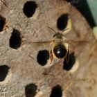 Anflug auf unser Insektenhotel