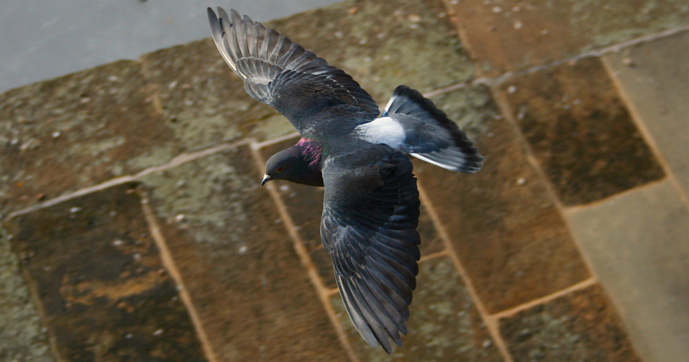 Anflug auf Zwinger