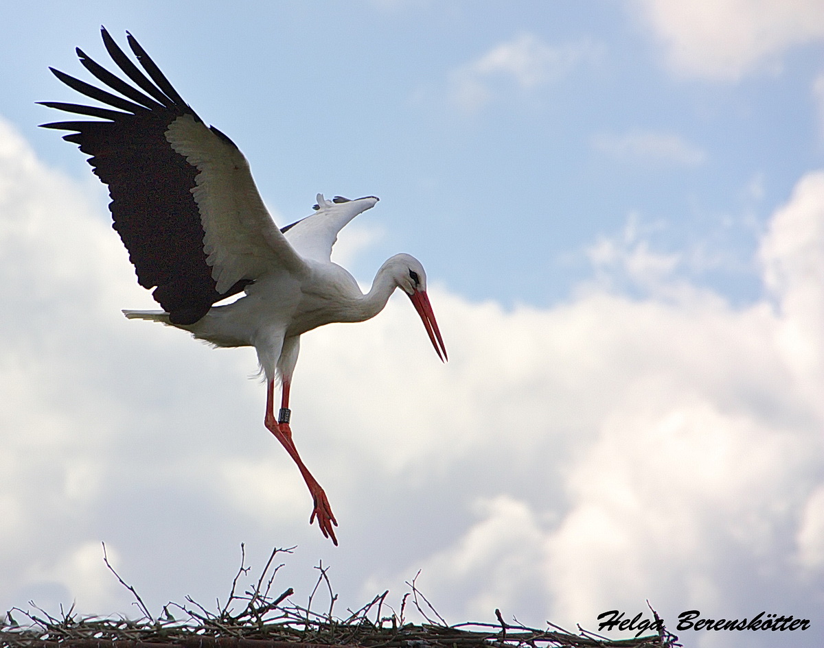 Anflug auf's Nest