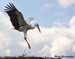 Anflug auf's Nest