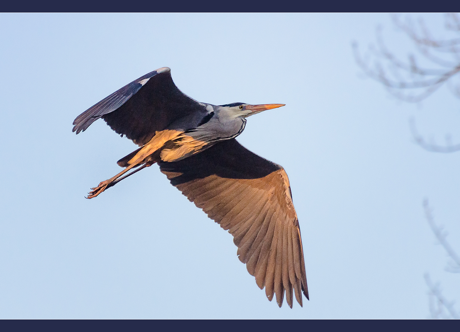 Anflug auf´s Nest