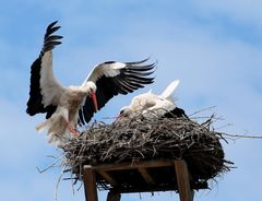 Anflug aufs Nest