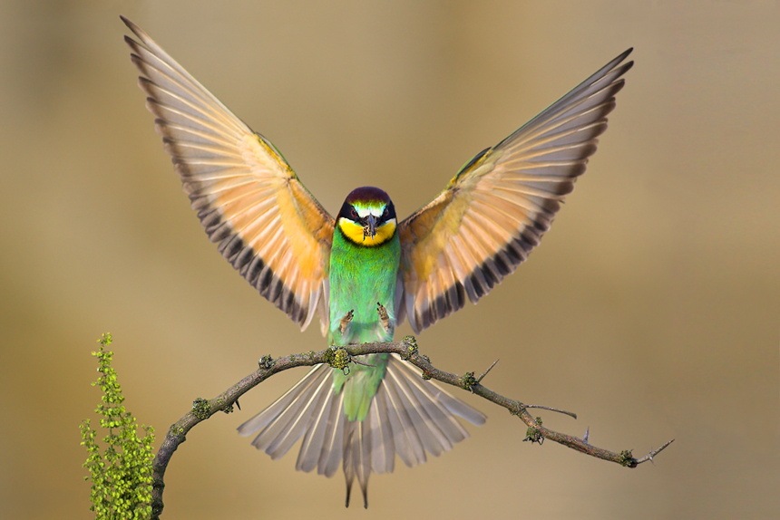 Anflug Bienenfresser...