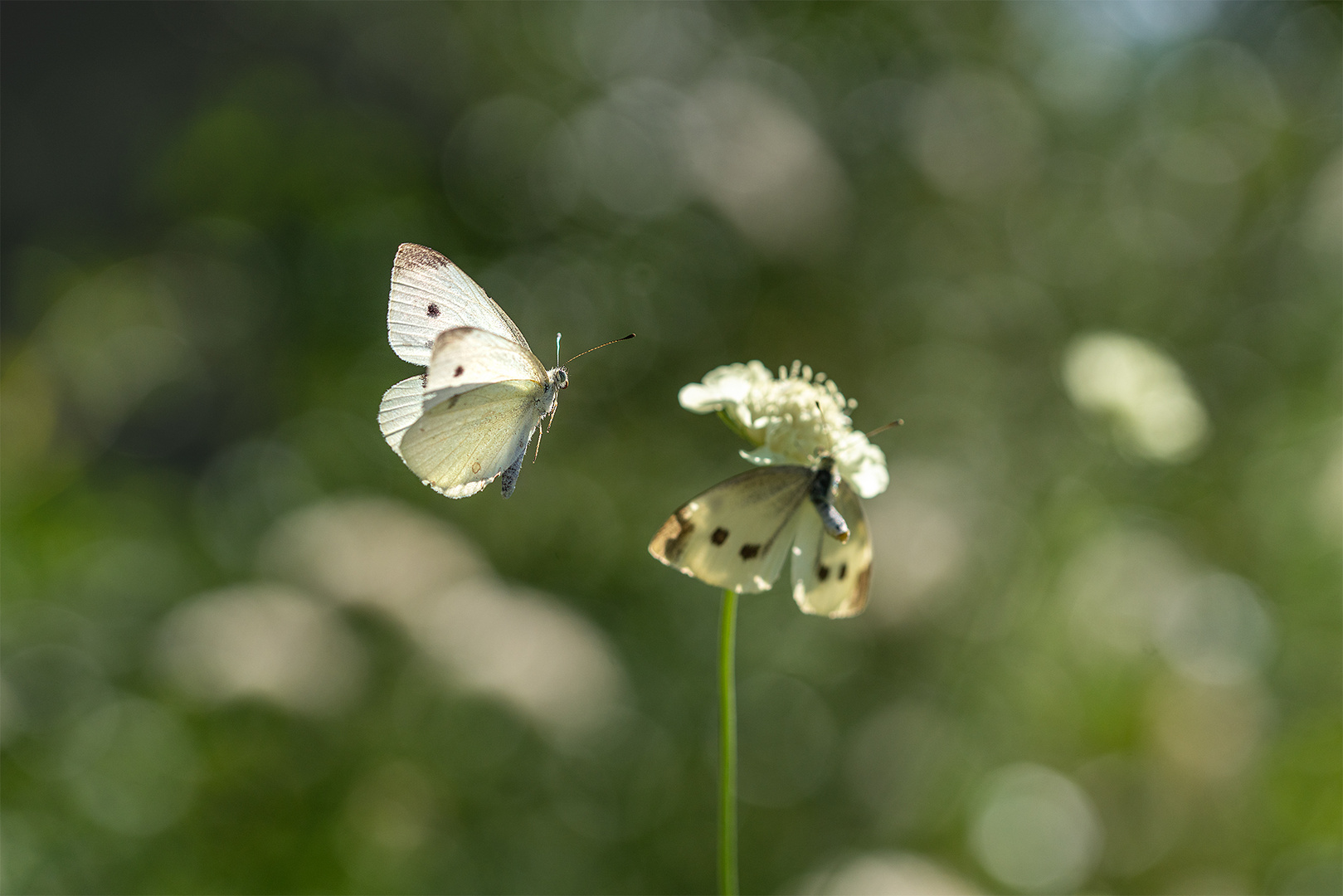 Anflug - das Ziel fest im Blick