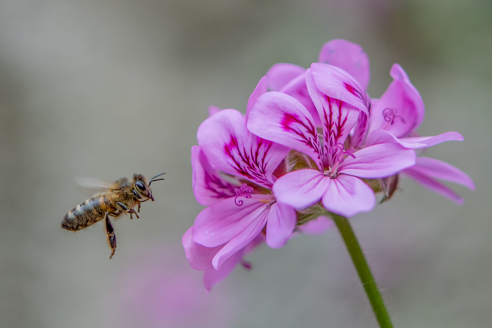 Anflug der Biene