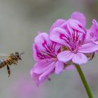 Anflug der Biene