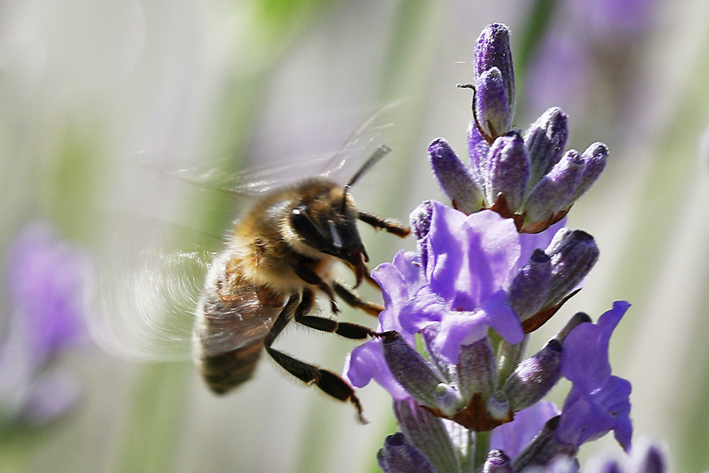 Anflug der Biene an die Lavendelblüte......