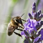 Anflug der Biene an die Lavendelblüte......