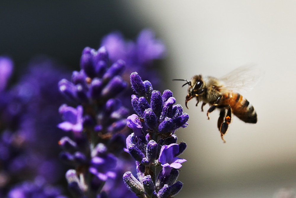 Anflug der Biene an die Lavendelblüte