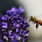 Anflug der Biene an die Lavendelblüte