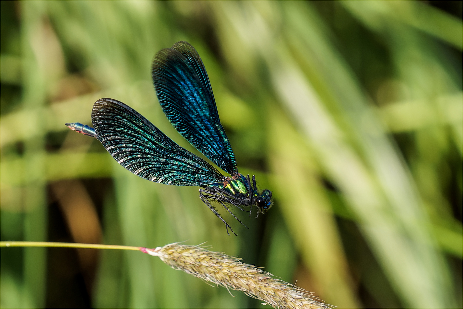 Anflug der Blauflügel Prachtlibelle - Calopteryx virgo - männl. .....