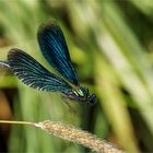 Anflug der Blauflügel Prachtlibelle - Calopteryx virgo - männl. .....