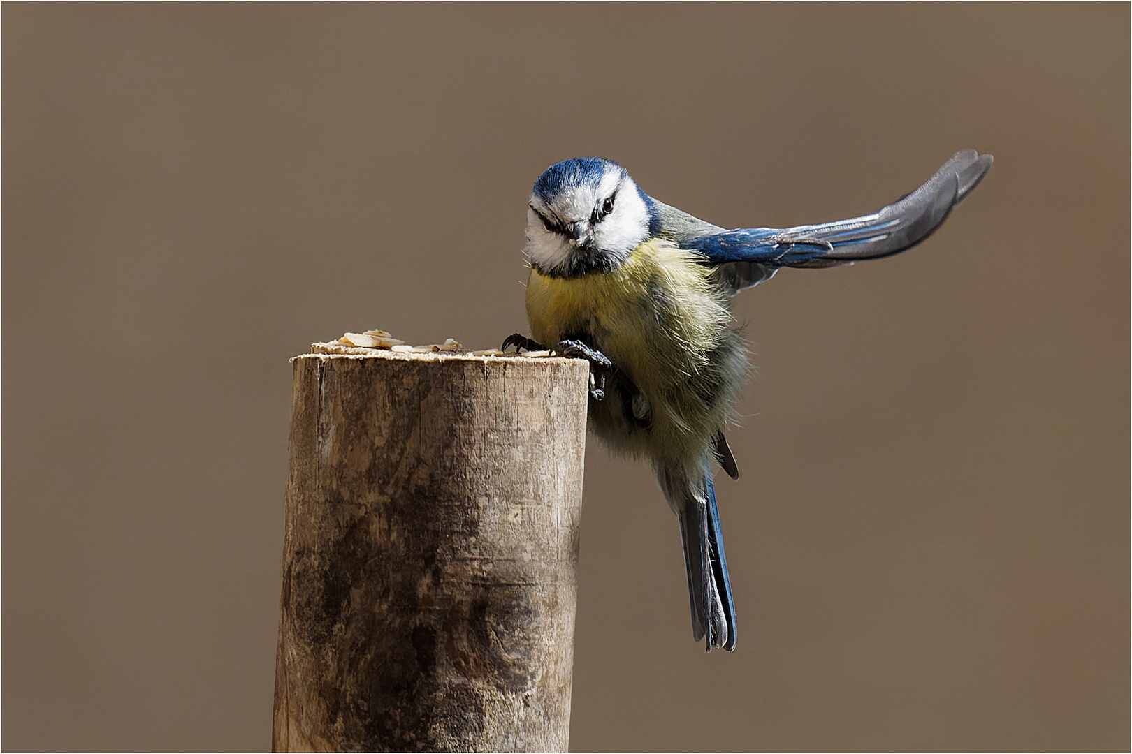 Anflug der Blaumeise  .....