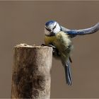 Anflug der Blaumeise  .....