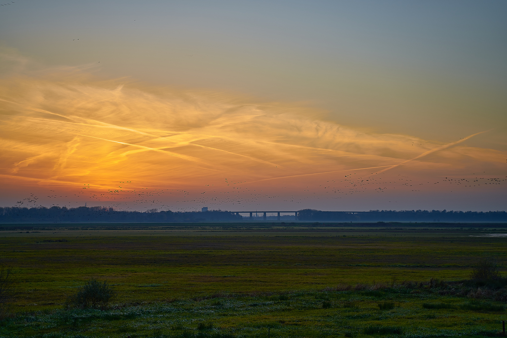 Anflug der Gänse