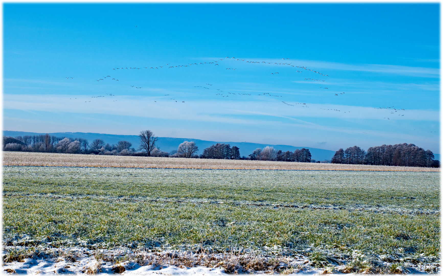 Anflug der Gänse