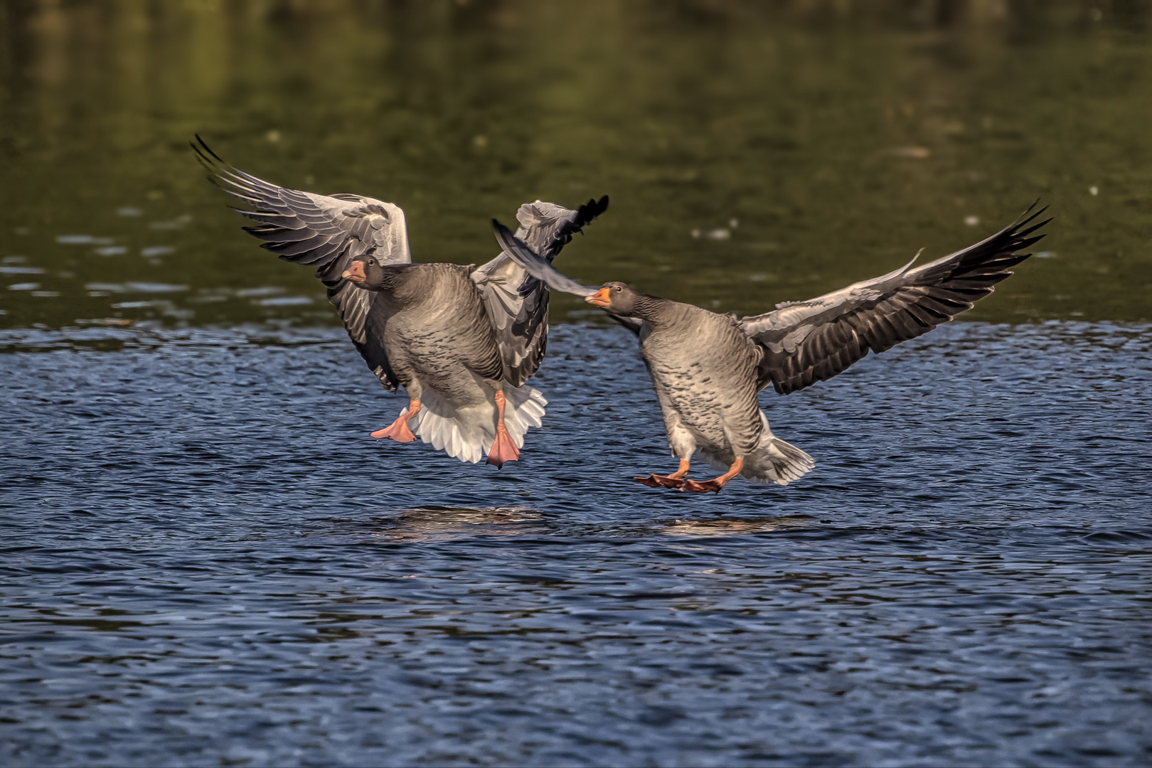 Anflug der Graugänse