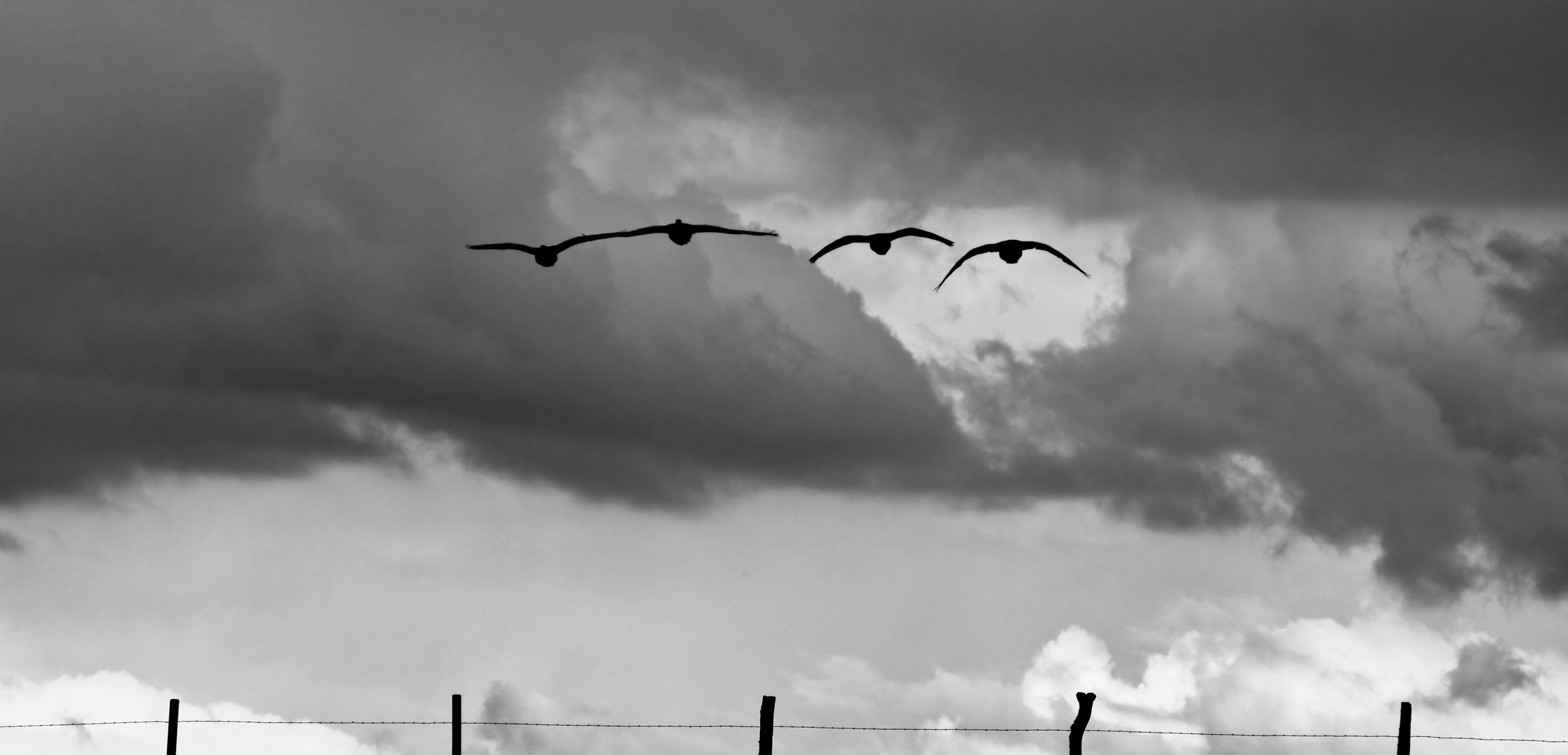 Anflug der Graugänse