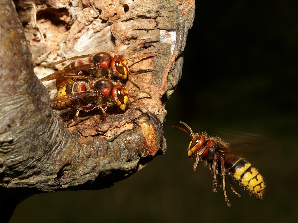 Anflug der Hornissen-Arbeiterin am Nest