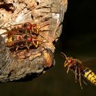 Anflug der Hornissen-Arbeiterin am Nest