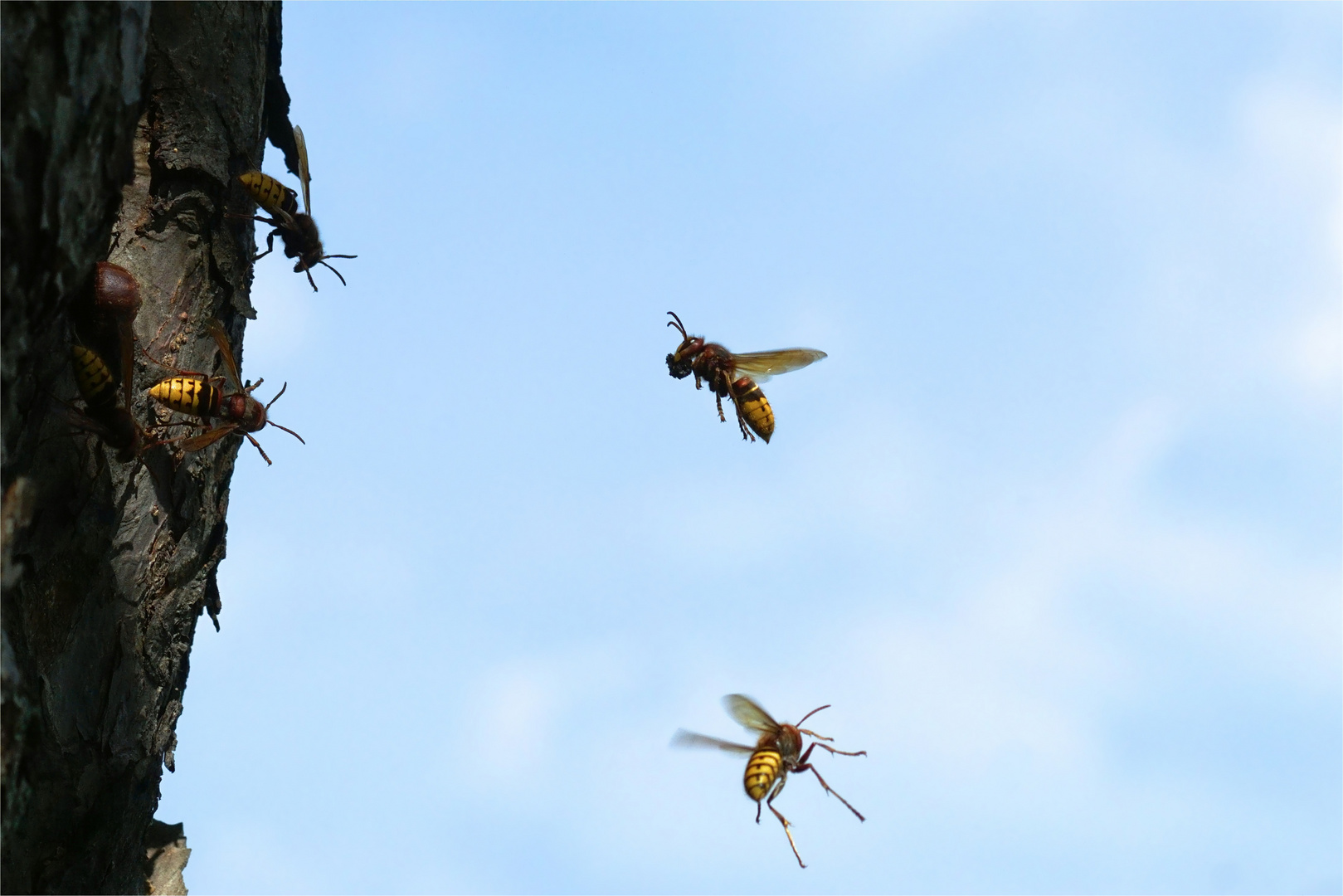 Anflug der Hornissenarbeiterin ans  Nest  