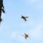 Anflug der Hornissenarbeiterin ans  Nest  