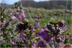 Anflug der Hummel