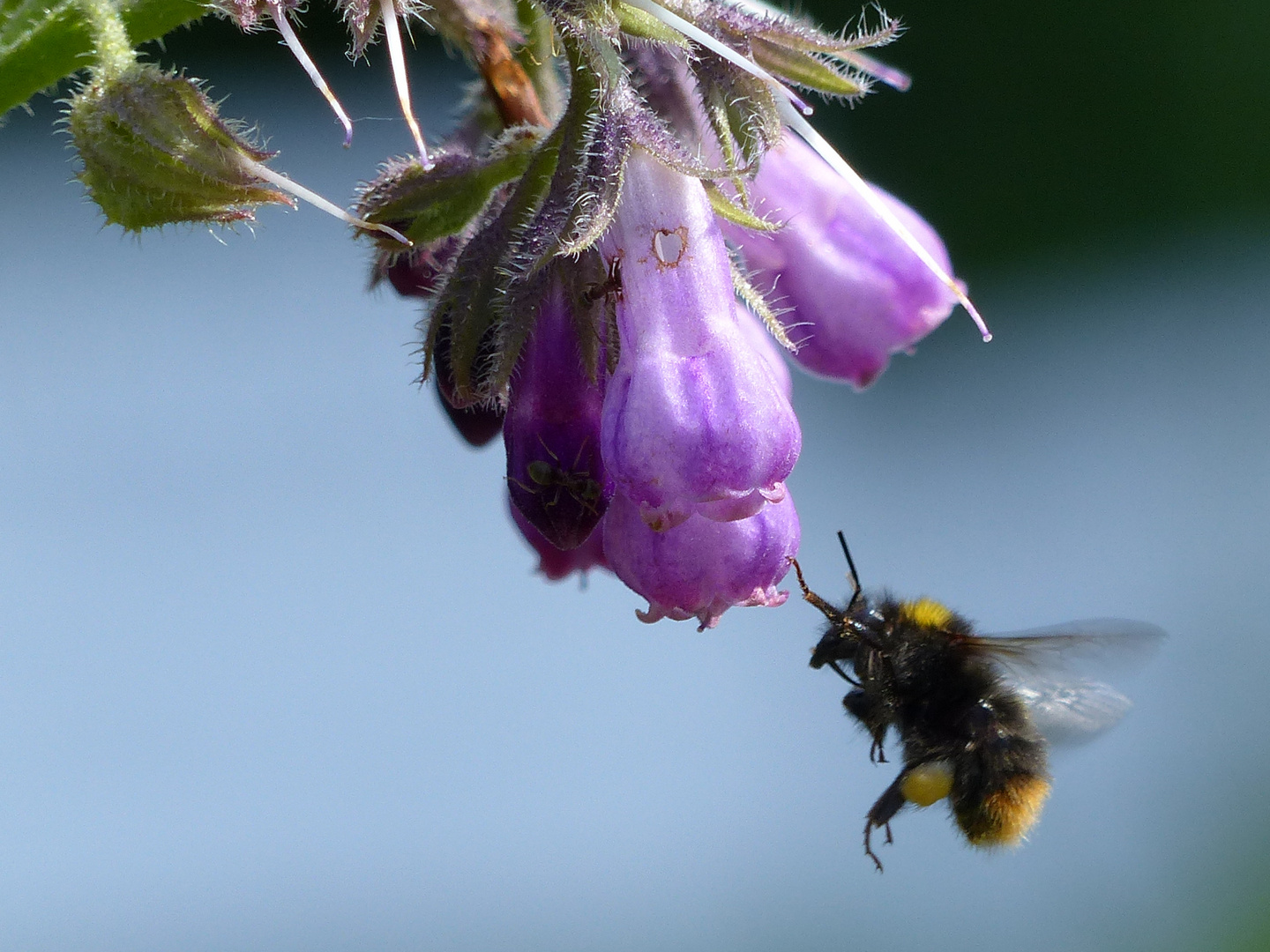 Anflug der Hummel 