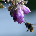 Anflug der Hummel 