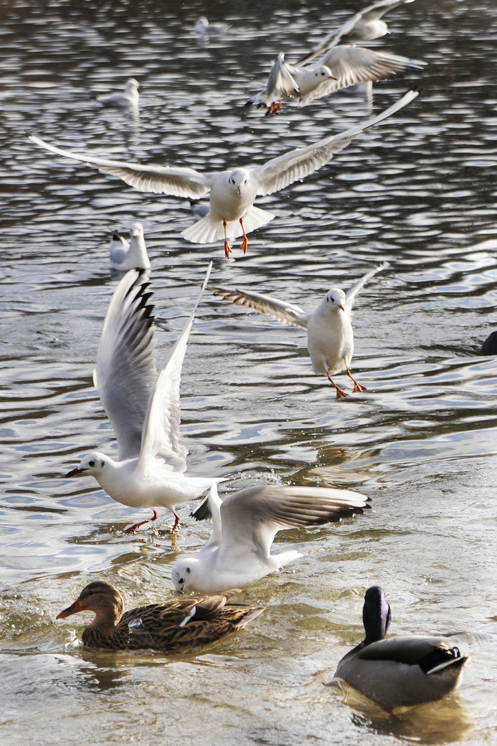 Anflug der Hungrigen ...