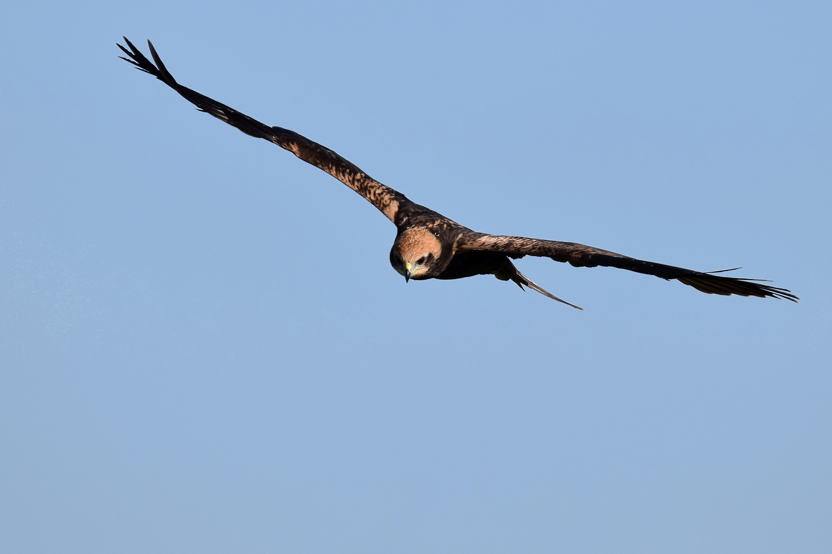 Anflug der jungen Rohrweihe