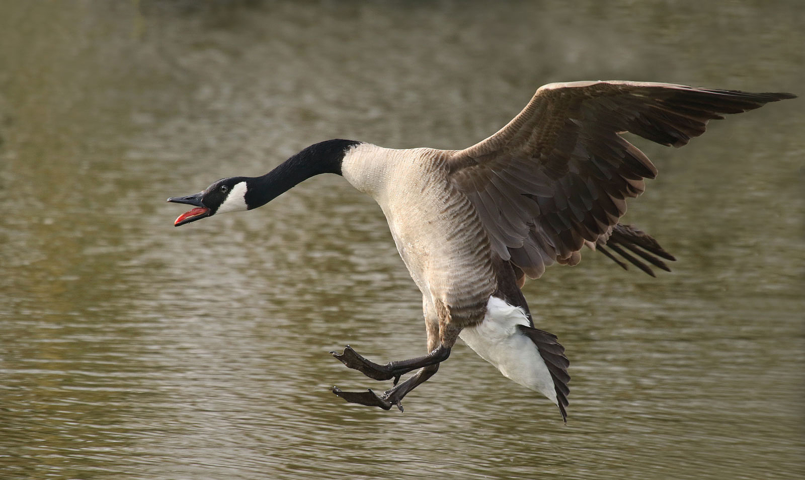 Anflug der Kanadagans