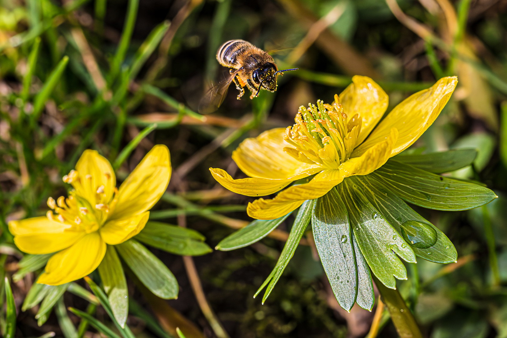 Anflug der kleinen frechen Biene