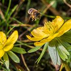 Anflug der kleinen frechen Biene
