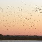 "Anflug der Kraniche auf dem Darßt im Abendlicht"