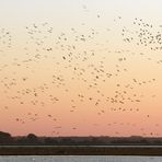 "Anflug der Kraniche auf dem Darßt im Abendlicht"