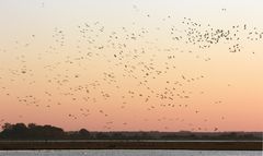 "Anflug der Kraniche auf dem Darßt im Abendlicht"