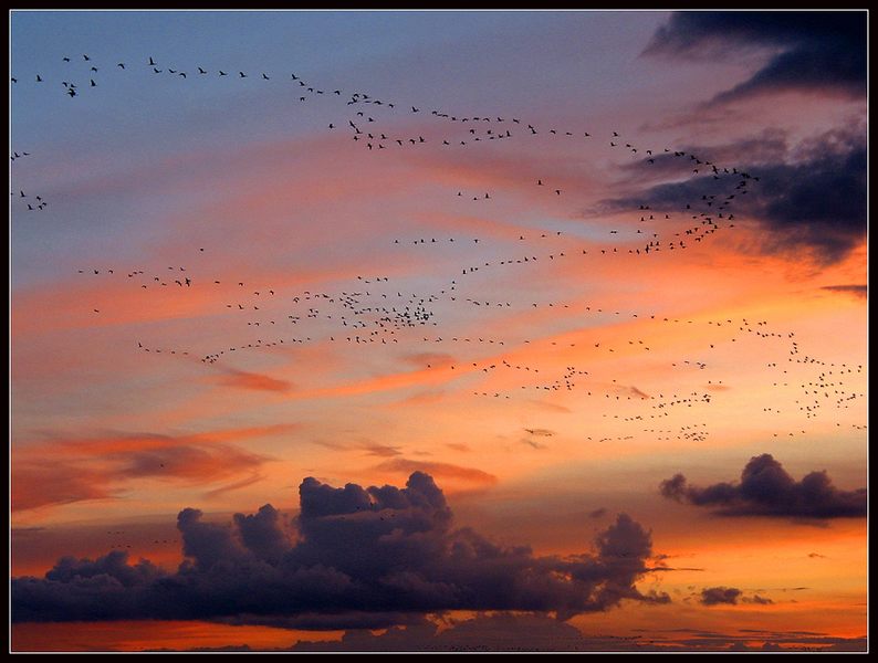 Anflug der Kraniche