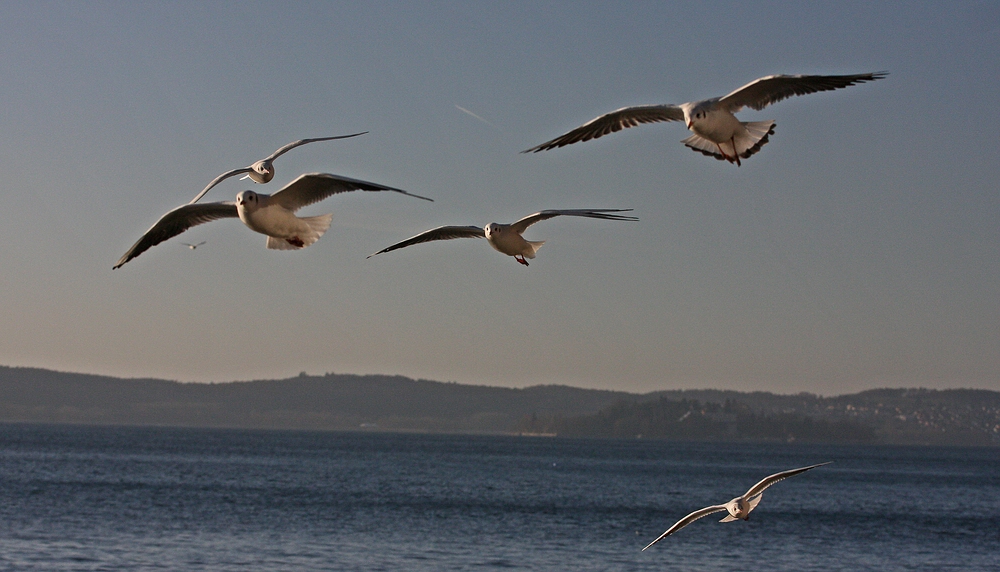 Anflug der Möwen