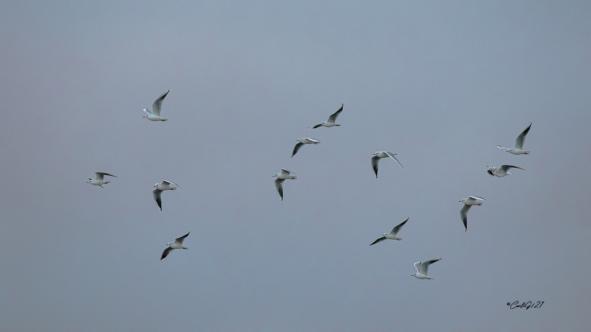 Anflug der Möwen