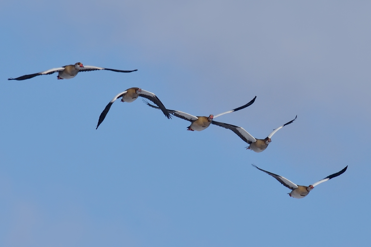 Anflug der Nilgänse