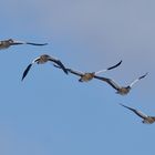 Anflug der Nilgänse