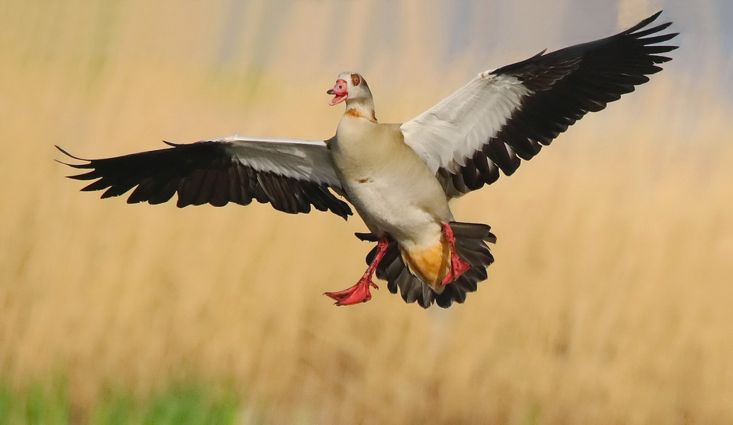 Anflug der Nilgans