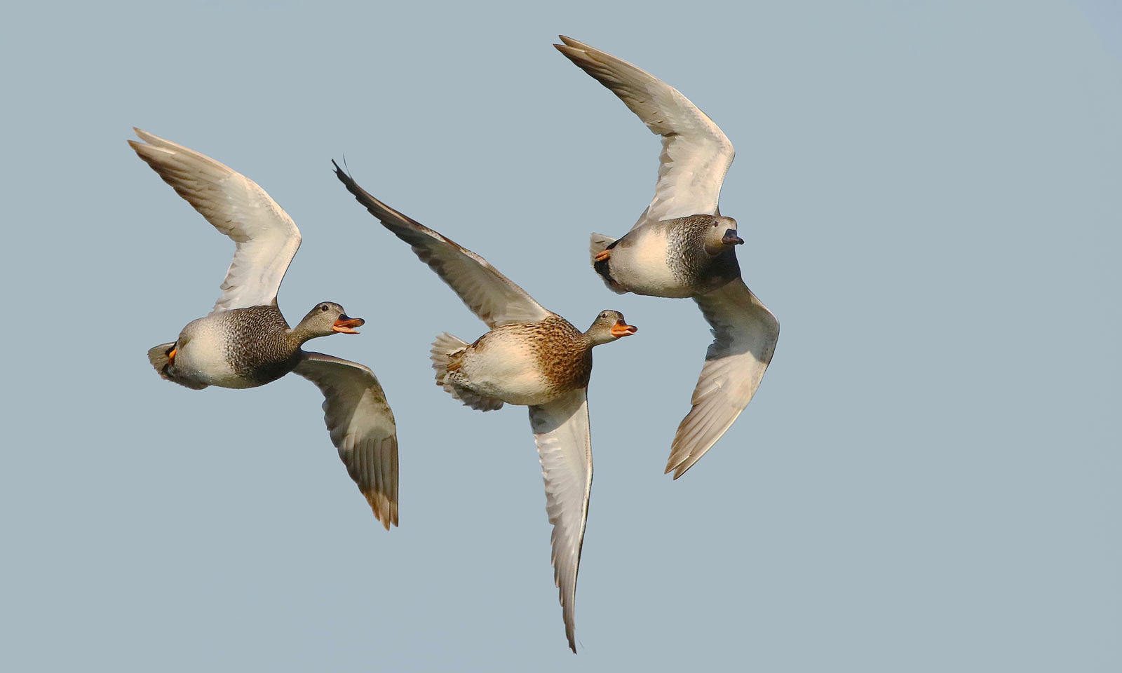 Anflug der Schnatterenten